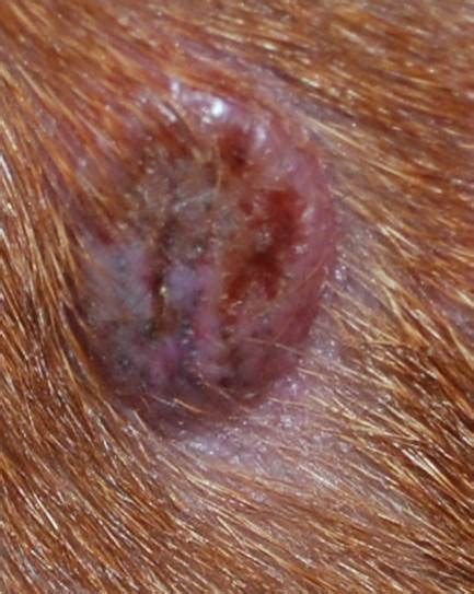 dog cornifying epitheliomas|Benign Skin Tumors in Dogs